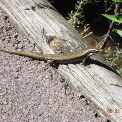 Eulamprus heatwolei (Yellow-bellied Water Skink) at Paddys River, ACT - 5 Feb 2023 by GirtsO