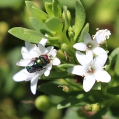 Chrysomya sp. (genus) at Symonston, ACT - 5 Feb 2023