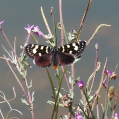 Phalaenoides tristifica (Willow-herb Day-moth) at Symonston, ACT - 5 Feb 2023 by RodDeb