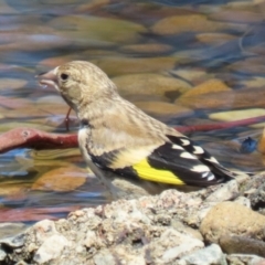 Carduelis carduelis (European Goldfinch) at Symonston, ACT - 5 Feb 2023 by RodDeb