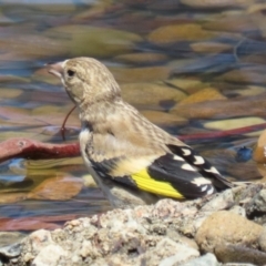 Carduelis carduelis at Symonston, ACT - 5 Feb 2023