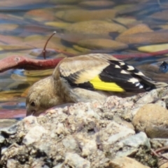 Carduelis carduelis at Symonston, ACT - 5 Feb 2023