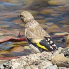 Carduelis carduelis at Symonston, ACT - 5 Feb 2023