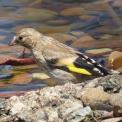 Carduelis carduelis at Symonston, ACT - 5 Feb 2023