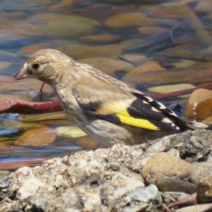 Carduelis carduelis at Symonston, ACT - 5 Feb 2023