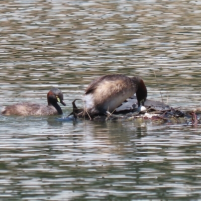 Tachybaptus novaehollandiae (Australasian Grebe) at Symonston, ACT - 5 Feb 2023 by RodDeb