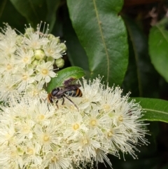 Lipotriches (Austronomia) australica at Mount Annan, NSW - 21 Jan 2023 by Paperbark native bees