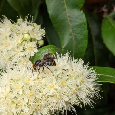 Lipotriches (Austronomia) australica at Mount Annan, NSW - 21 Jan 2023 by Paperbark native bees