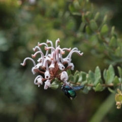 Xylocopa (Lestis) bombylans (Peacock Carpenter Bee) at Manly, NSW - 9 Feb 2021 by PaperbarkNativeBees