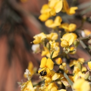 Hylaeus (Prosopisteron) primulipictus at Mount Annan, NSW - 3 Oct 2020