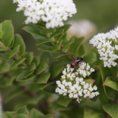 Exoneura sp. (genus) (A reed bee) - 8 Feb 2021 by PaperbarkNativeBees