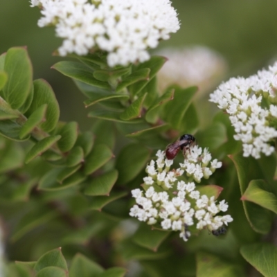 Exoneura sp. (genus) (A reed bee) at Sydney Harbour National Park - 8 Feb 2021 by PaperbarkNativeBees