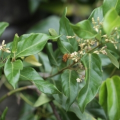 Amegilla (Asaropoda) bombiformis (Teddy Bear Bee) at Sydney Harbour National Park - 8 Feb 2021 by PaperbarkNativeBees