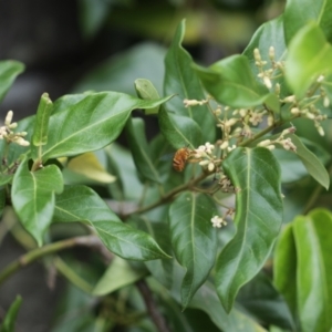 Amegilla (Asaropoda) bombiformis at Balgowlah Heights, NSW - 8 Feb 2021 02:19 PM