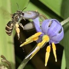 Lipotriches (Austronomia) phanerura (Halictid Bee) at Dulwich Hill, NSW - 28 Nov 2022 by JudeWright