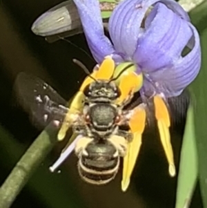 Lipotriches (Austronomia) phanerura at Dulwich Hill, NSW - 28 Nov 2022