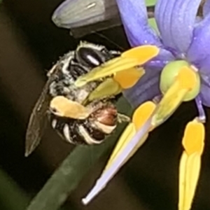 Lipotriches (Austronomia) phanerura at Dulwich Hill, NSW - suppressed