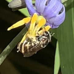 Lipotriches (Austronomia) phanerura at Dulwich Hill, NSW - suppressed