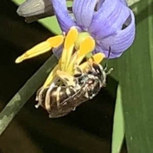 Lipotriches (Austronomia) phanerura at Dulwich Hill, NSW - suppressed