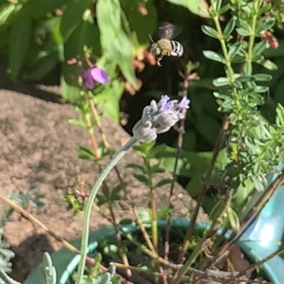 Amegilla sp. (genus) (Blue Banded Bee) at Dulwich Hill, NSW - 14 Jan 2023 by JudeWright