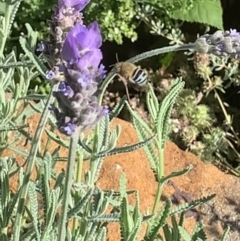 Amegilla sp. (genus) at Dulwich Hill, NSW - suppressed