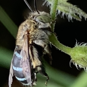 Amegilla sp. (genus) at Dulwich Hill, NSW - suppressed