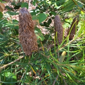 Banksia spinulosa at Mount Kingiman, NSW - 5 Feb 2023