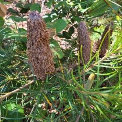 Banksia spinulosa (Hairpin Banksia) at Mount Kingiman, NSW - 5 Feb 2023 by trevorpreston