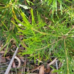 Banksia spinulosa at Mount Kingiman, NSW - 5 Feb 2023