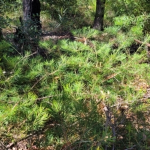 Banksia spinulosa at Mount Kingiman, NSW - 5 Feb 2023