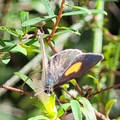 Candalides xanthospilos (Yellow-spotted Blue) at Mount Kingiman, NSW - 5 Feb 2023 by trevorpreston