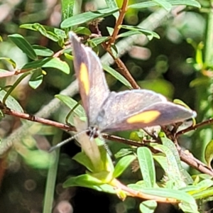 Candalides xanthospilos at Mount Kingiman, NSW - 5 Feb 2023