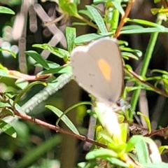 Candalides xanthospilos at Mount Kingiman, NSW - 5 Feb 2023