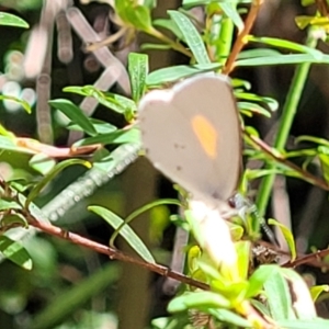 Candalides xanthospilos at Mount Kingiman, NSW - 5 Feb 2023 10:08 AM