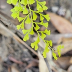 Lindsaea microphylla (Lacy Wedge-fern) at Mount Kingiman, NSW - 4 Feb 2023 by trevorpreston