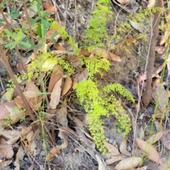 Lindsaea microphylla at Mount Kingiman, NSW - 5 Feb 2023