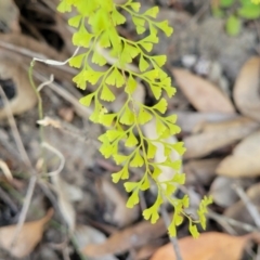 Lindsaea microphylla at Mount Kingiman, NSW - 5 Feb 2023