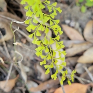 Lindsaea microphylla at Mount Kingiman, NSW - 5 Feb 2023 10:07 AM