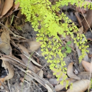 Lindsaea microphylla at Mount Kingiman, NSW - 5 Feb 2023 10:07 AM