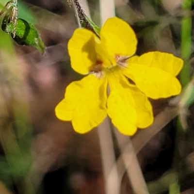Goodenia heterophylla (Variable-leaved Goodenia) at Morton National Park - 4 Feb 2023 by trevorpreston