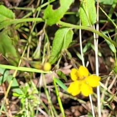 Goodenia heterophylla at Mount Kingiman, NSW - 5 Feb 2023