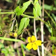 Goodenia heterophylla at Mount Kingiman, NSW - 5 Feb 2023