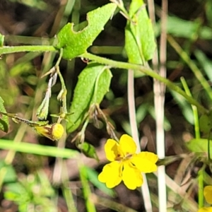 Goodenia heterophylla at Mount Kingiman, NSW - 5 Feb 2023