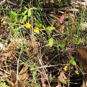 Goodenia heterophylla at Mount Kingiman, NSW - 5 Feb 2023 10:03 AM
