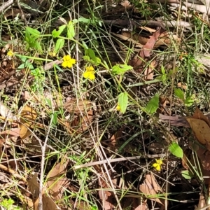 Goodenia heterophylla at Mount Kingiman, NSW - 5 Feb 2023