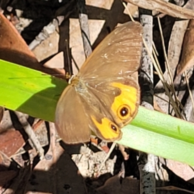 Hypocysta metirius (Brown Ringlet) at Mount Kingiman, NSW - 5 Feb 2023 by trevorpreston