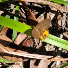 Hypocysta metirius at Mount Kingiman, NSW - 5 Feb 2023