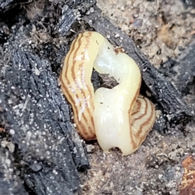 Fletchamia quinquelineata (Five-striped flatworm) at Mount Kingiman, NSW - 4 Feb 2023 by trevorpreston