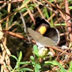 Candalides xanthospilos (Yellow-spotted Blue) at Mount Kingiman, NSW - 4 Feb 2023 by trevorpreston