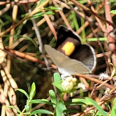 Candalides xanthospilos (Yellow-spotted Blue) at Mount Kingiman, NSW - 5 Feb 2023 by trevorpreston